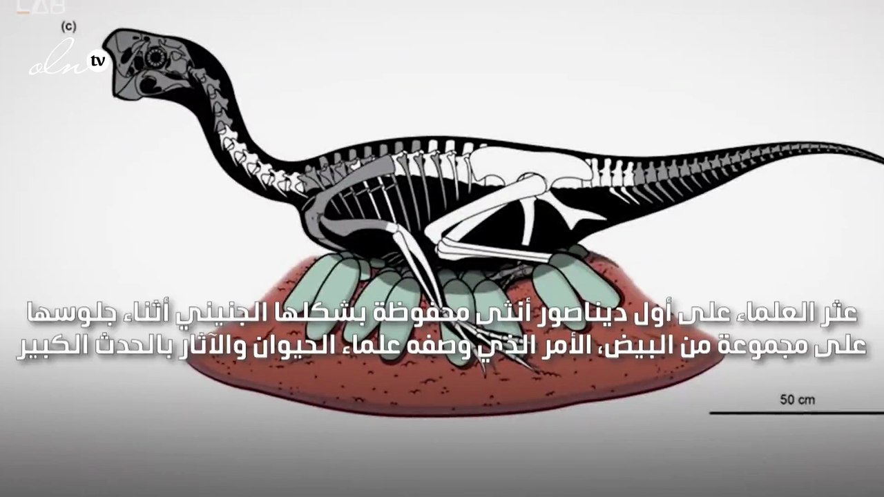 العثور على أول ديناصور تجلس على صغارها