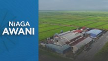 PAC gesa Felcra semak sasaran