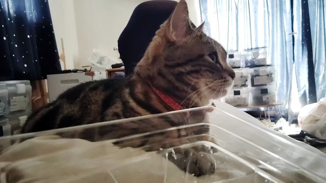 バームクーヘンが気になって、飼い主の腹の上でくつろぐシフォン