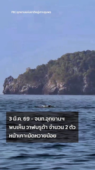 ว้าว ! วาฬบรูด้าโผล่เล่นน้ำโชว์ตัวที่ หมู่เกาะชุมพร