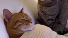 Snoring Isn’t Allowed | Funny Cat Reaction Moments