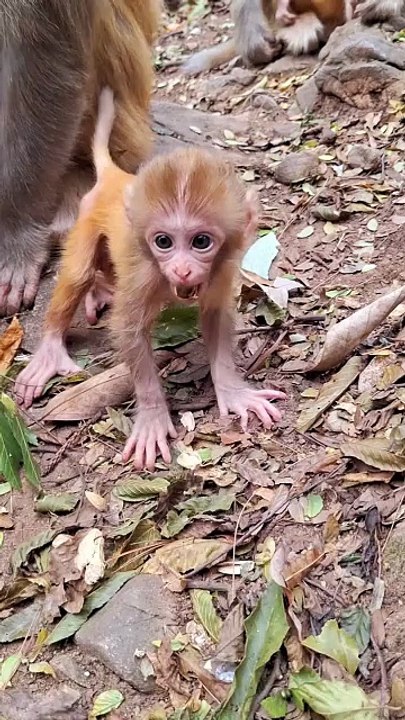 Baby monkey newborn cute animals