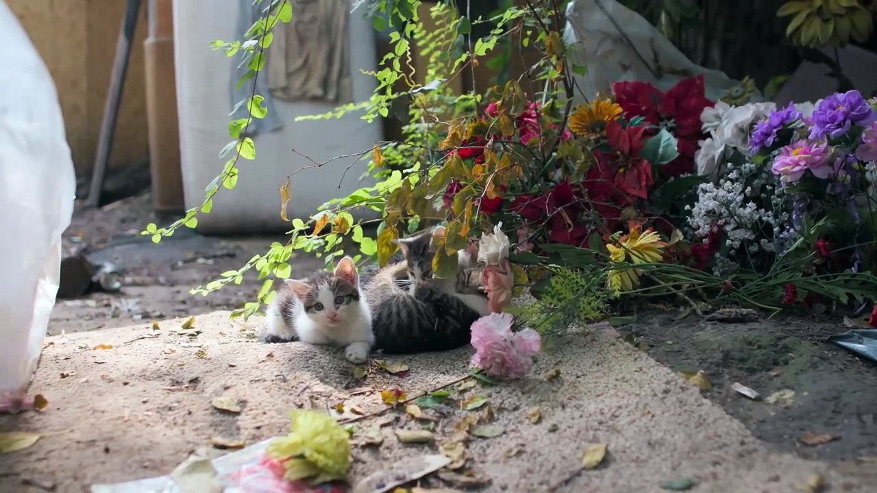 Fairy Garden | movie | 2023 | Official Trailer