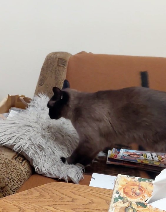 POV: Your Cat Wakes Up Just to Knead the Pillow and Sleep Again 🐾😂