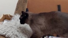 POV: Your Cat Wakes Up Just to Knead the Pillow and Sleep Again 🐾😂