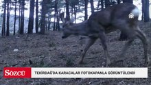 Tekirdağ'da karacalar fotokapanla görüntülendi