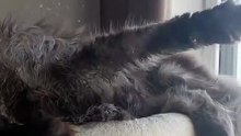 This Maine Coon Just Invented the “Pet Me Now” Stretch 😂 #cat #funny #catshorts