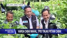Harga Cabai Masih Tinggi, TPID Tinjau Petani Cabai