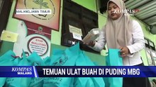 Viral, Temuan Ulat Buah di Puding MBG di Kota Malang