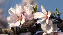 Los almendros florecen adelantando la primavera