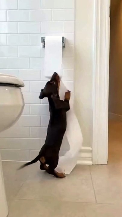 Dachshund Puppy #dog #kingdomofawais