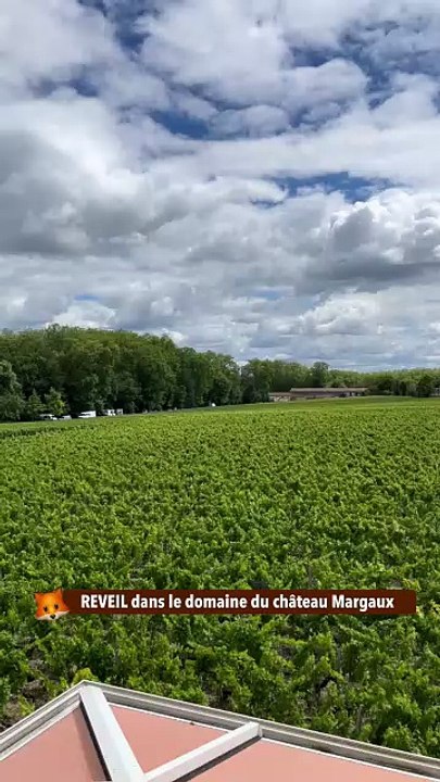 REVEIL dans le domaine du château Margaux