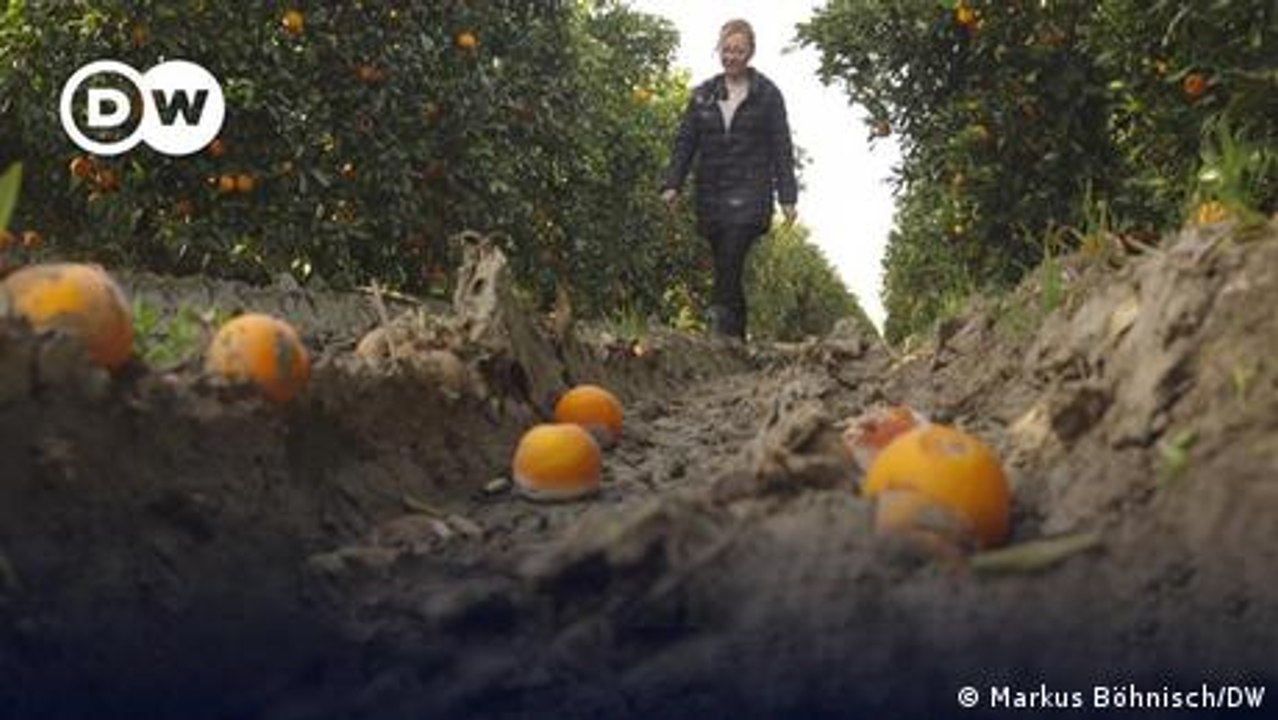 Spaniens Bauern leiden unter Extremwetter