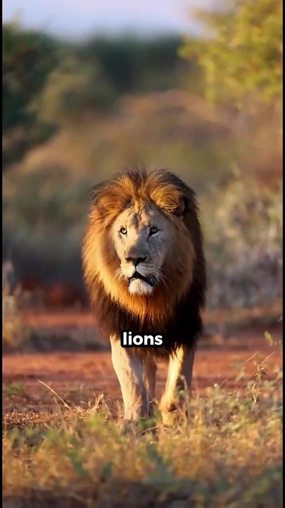 🐄 Why Cows Cause More Deaths Than Sharks 😳 #facts #shorts #viral