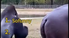 Funny Animal Rankings