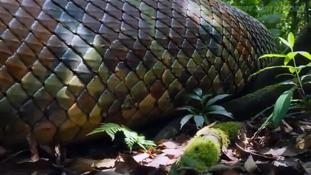 Life Millions of Years Ago  Prehistoric Humans vs Giant Titanoboa – The Deadliest Battle - ANCIENT SURVIVORS (360p, h264)