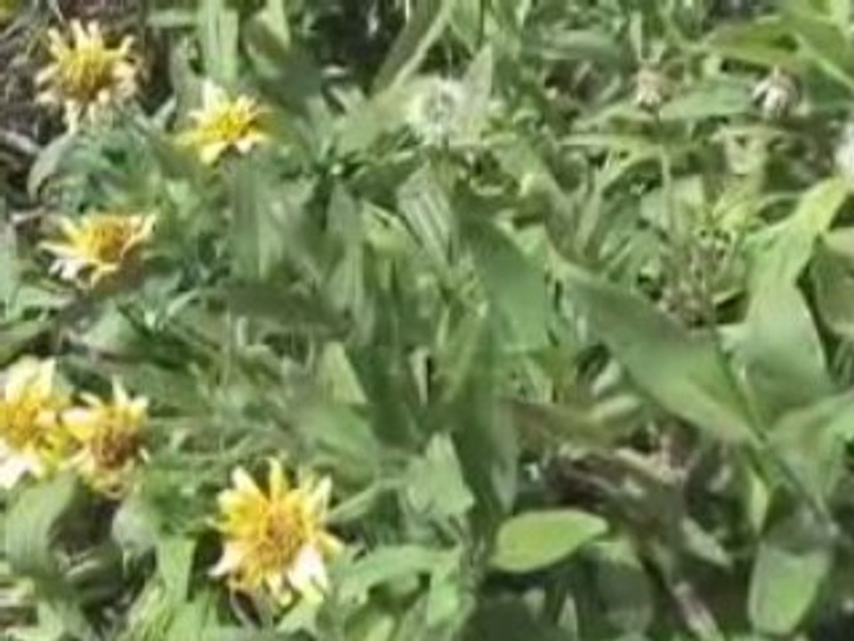 Herbal First Aid with Arnica