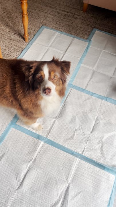 Prendre soin d'un vieux chien