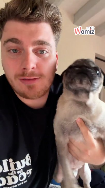 Actu chaude - Le vol d'Albert, le chien d'un influenceur