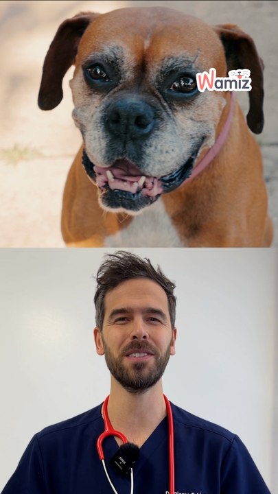 Santé animale : 5 aliments qui favorise la longévité de ton chien