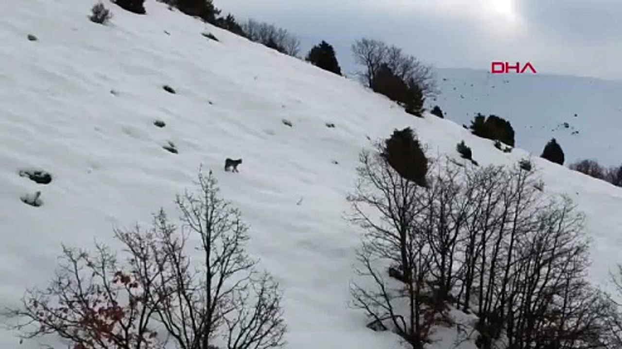 Doğada nadir anlar: ''Ormanın Hayaleti'' bu kez ailece görüntülendi!