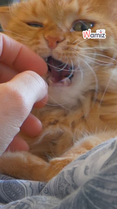 Comportement chat : Pourquoi ton chat te mordille les mains et les pieds ? 😼🐾