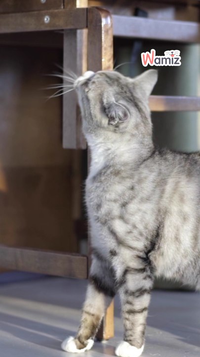 Comportement chat : pourquoi ton chat urine en dehors de sa litière ? 😿🚽