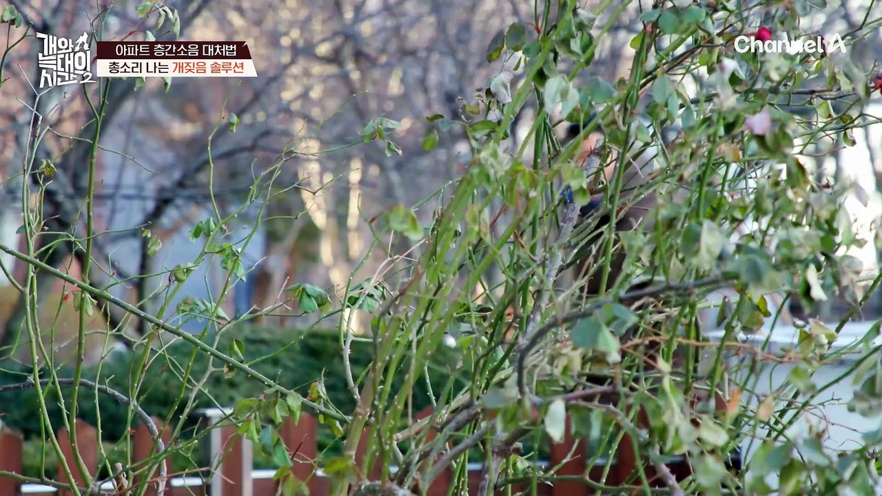 아파트 층간소음 대처법! 강형욱 훈련사가 알려주는 ★개짖음 솔루션★
