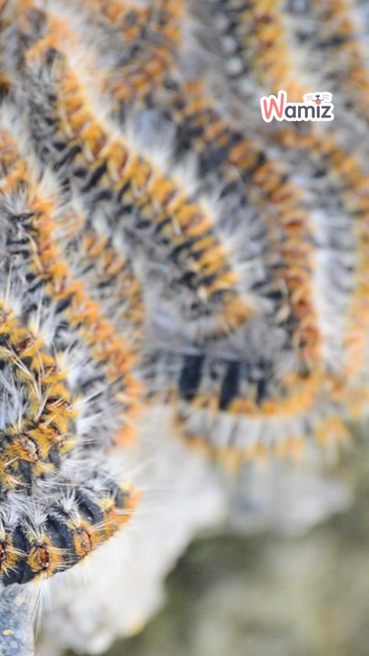 Actu chaude : Chenilles processionnaires 2026