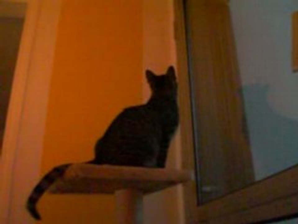 Bambou bétisier n°1