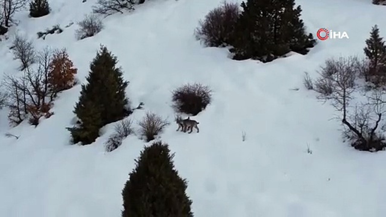 'Ormanın hayaleti' vaşak ailesi Erzincan Refahiye’de havadan görüntülendi