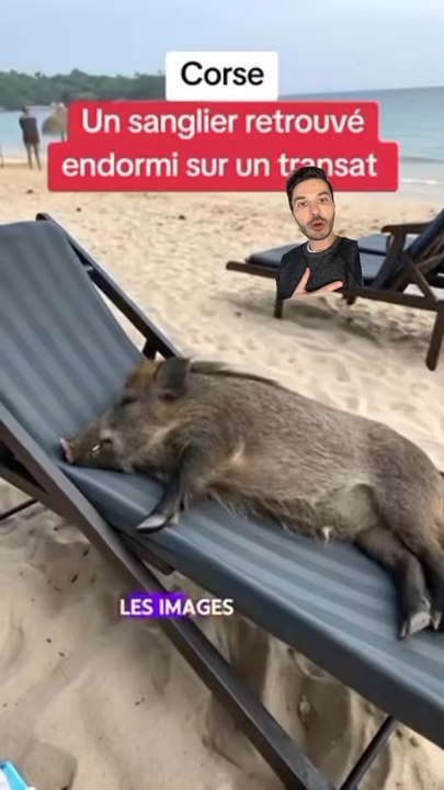 SANGLIER DORT A LA 🏖️