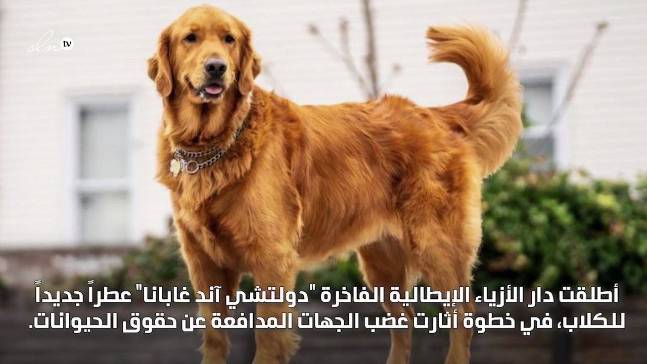 دولتشي آند غابانا تطلق عطرًا فاخراً للكلاب