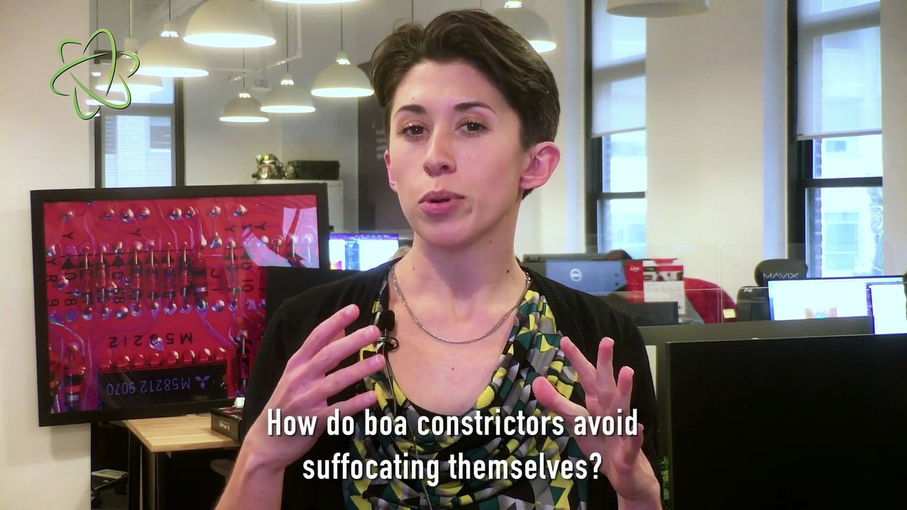 Can Boa Constrictors Breathe While They Constrict?