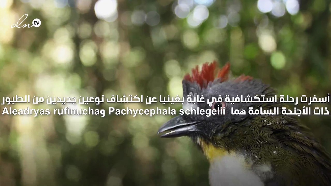 اكتشاف طيور بأجنحة سامة