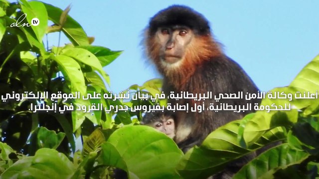 رصد أول إصابة بجدري القرود النادر في انجلترا