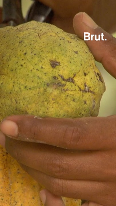 Côte d'Ivoire : le prix d’achat du cacao aux producteurs chute de 2 800 à 1 200 FCFA le kilo.