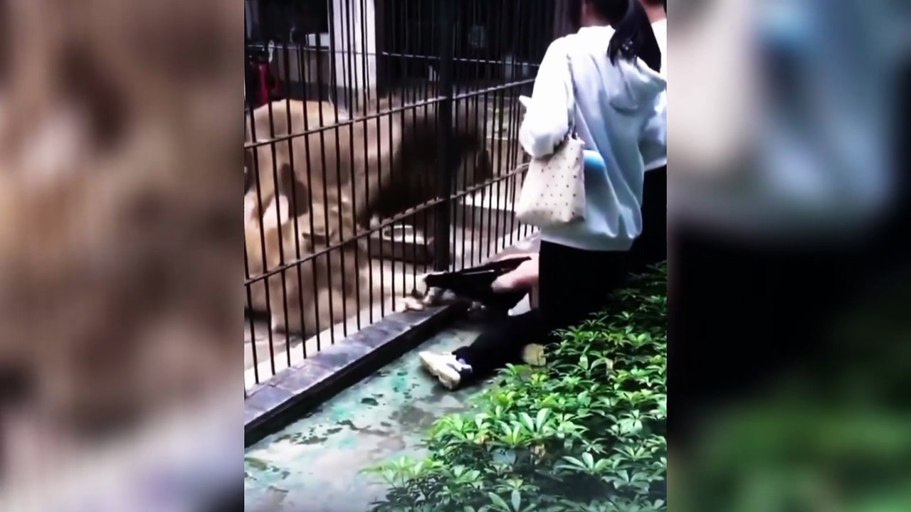 Pai resgata filha após ataque de leão em zoológico; veja o vídeo