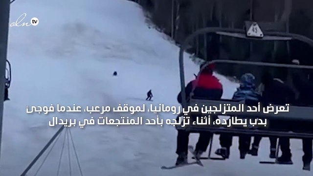 متزلج ينجو من دب ضخم بفضل حقيبة ظهره
