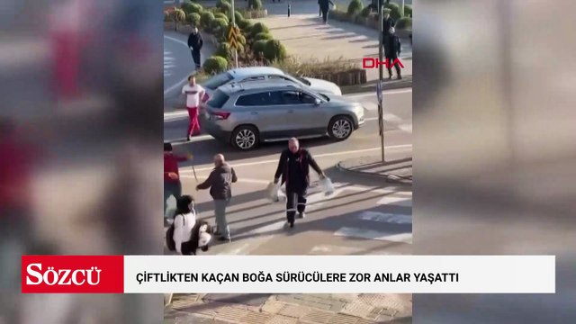 Bursa’da çiftlikten kaçan boğa sürücülere zor anlar yaşattı