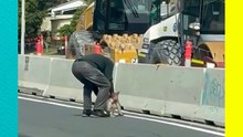 Adulto mayor rescata a koala en plena carretera