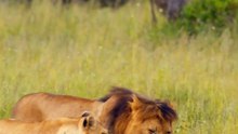 BÚFALO Africano