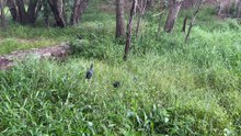 Australasian swamphen 01