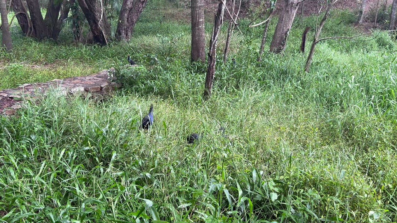 Australasian swamphen 01