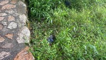 Australasian swamphen 02