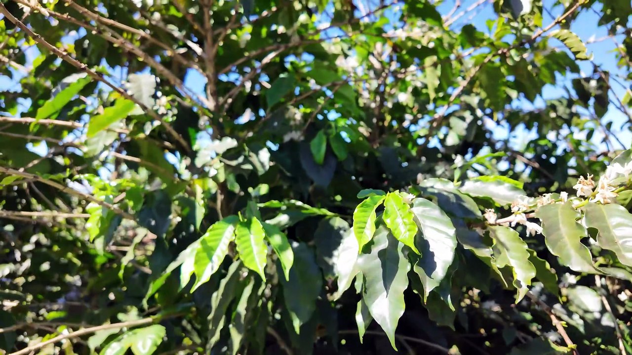 ultimo dia de la flor de cafe