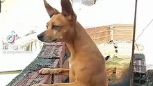 Hoje vou cuida da vida de quem cachorro engraçado