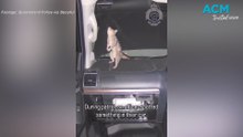 Cheeky quoll caught living its best life in cop car