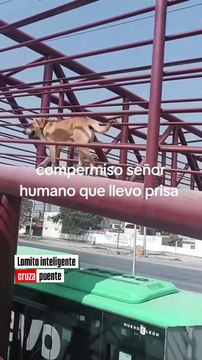 Gran ejemplo: Graban a un perrito utilizando un puente peatonal