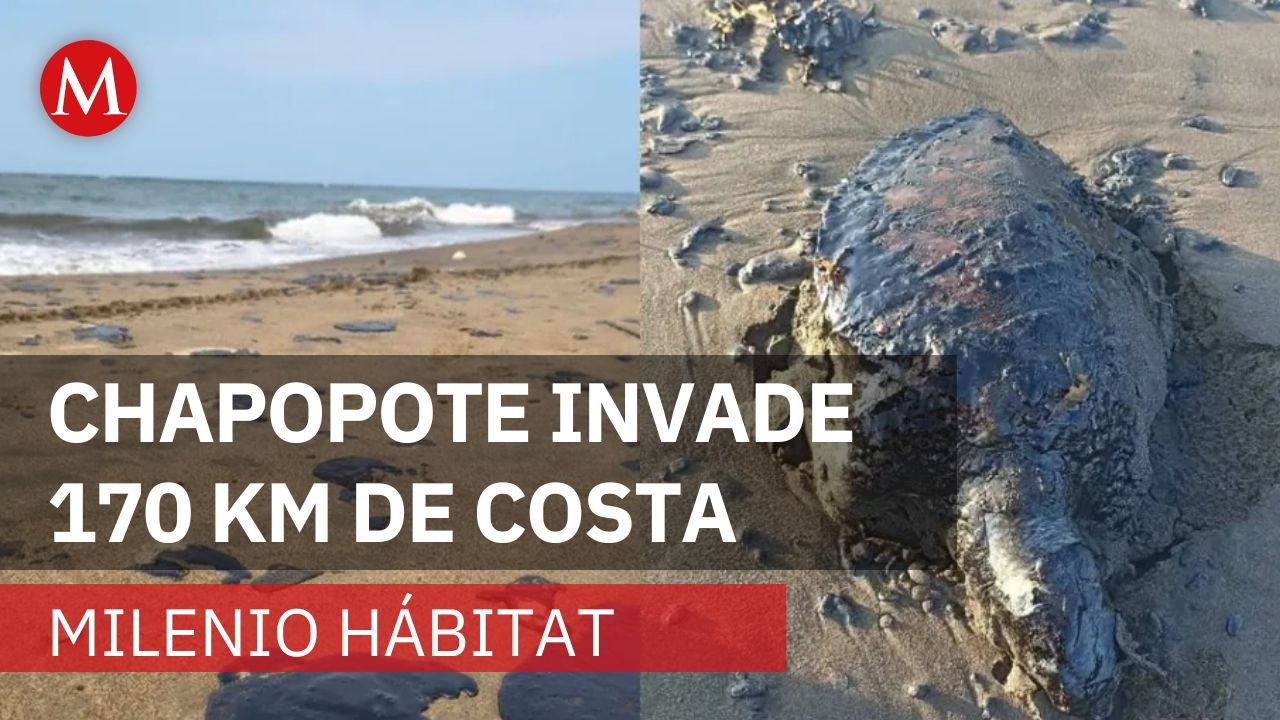 Derrame de hidrocarburos afecta al menos 16 playas de Veracruz y Tabasco | Milenio Hábitat